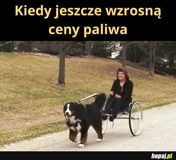 Niestetyż posiadam zkundlonego pół-jamnika pół-niewidomoco