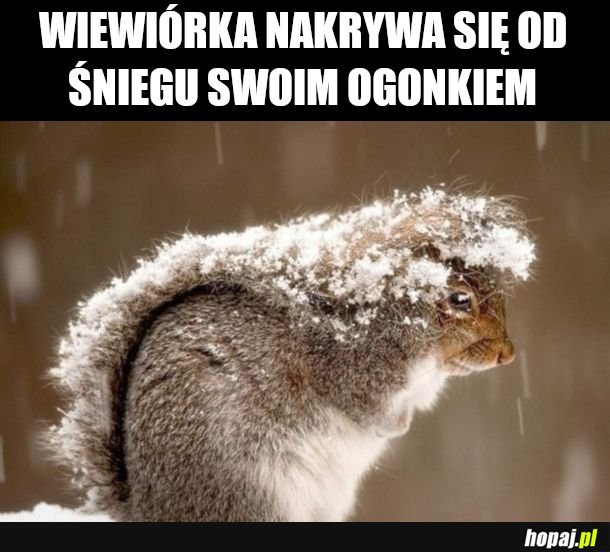 Wiewiórka