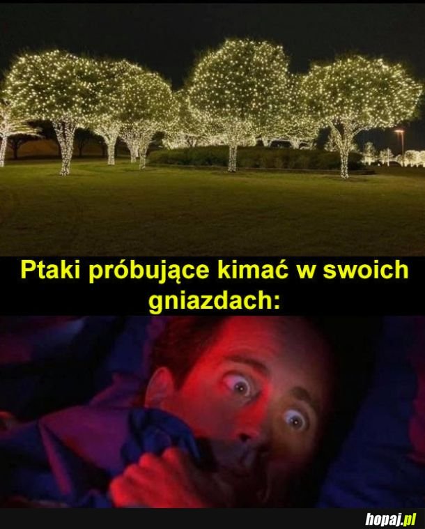 Biedne ptaki