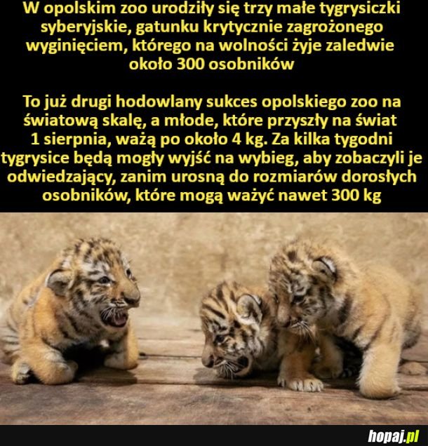 W opolskim zoo urodziły się trzy małe tygrysiczki syberyjskie