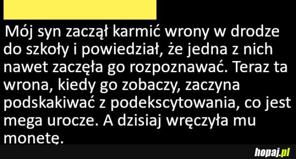 Znajoma wrona