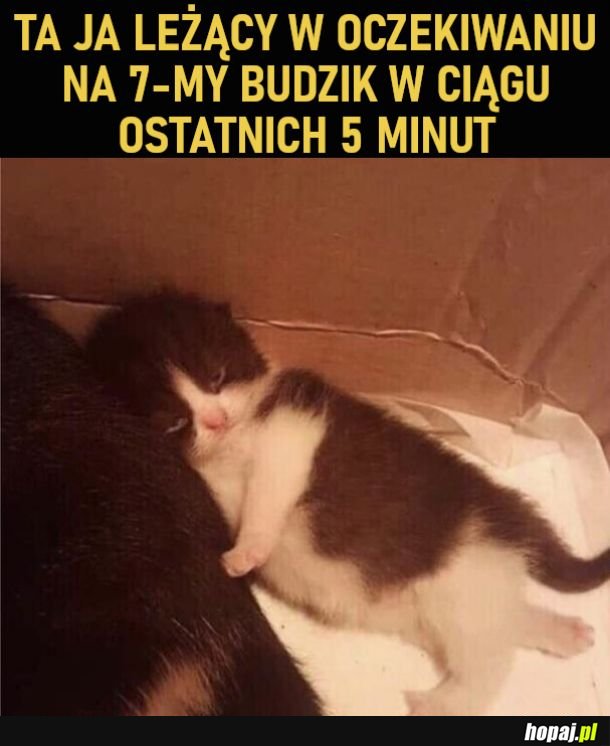 W oczekiwaniu na 7-my budzik