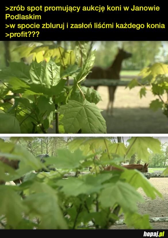 To nie konie są najważniejsze