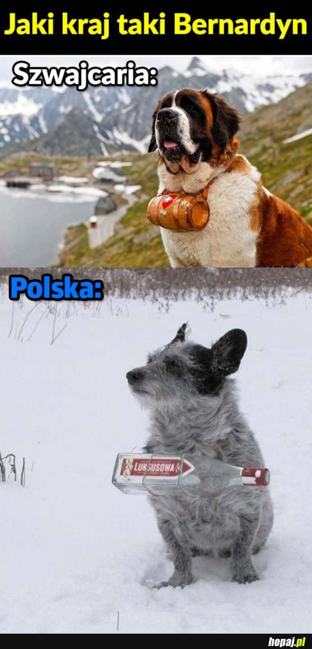 POLSKI BERNARDYN