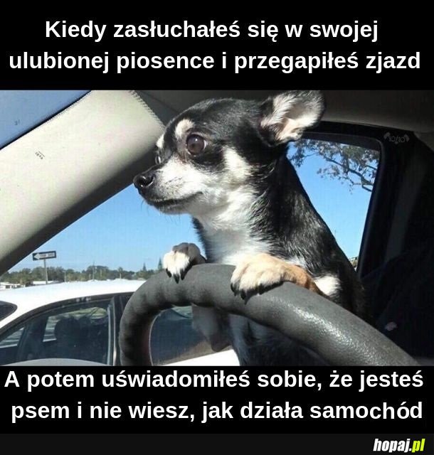 Pieseł-kierowceł