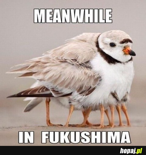 Tymczasem w Fukusimie