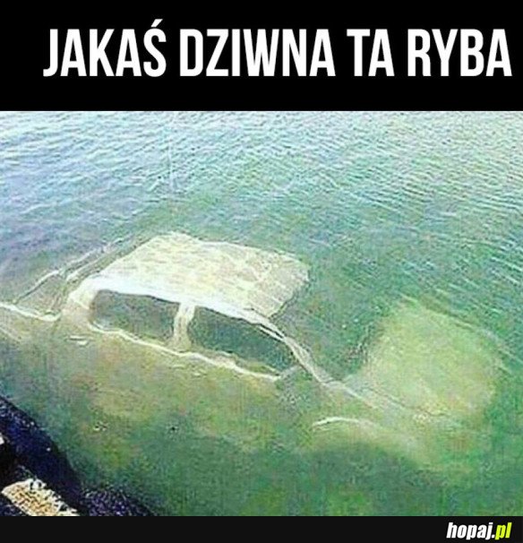 DZIWNA RYBA