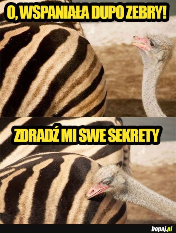 Strusieł