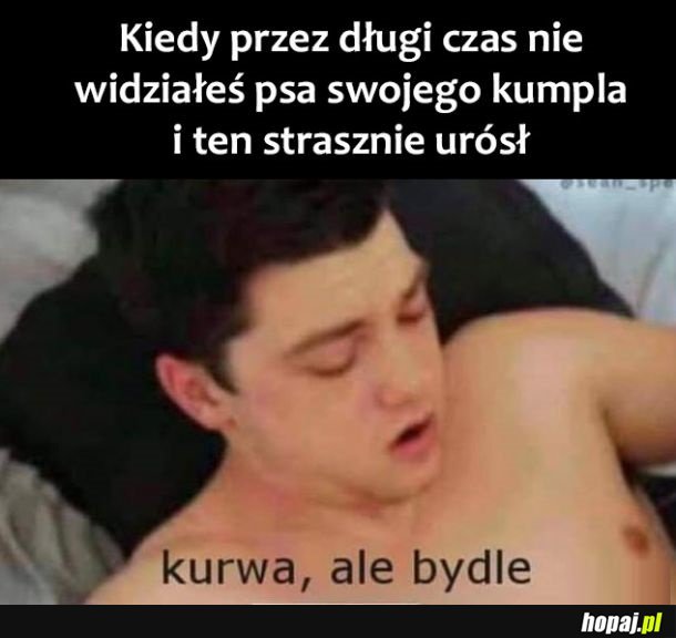 Jaki duży pies