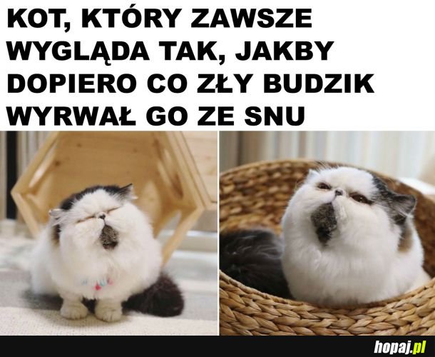  Słodziak 