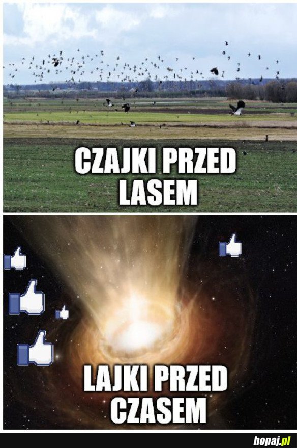 CZAJKI PRZED LASEM