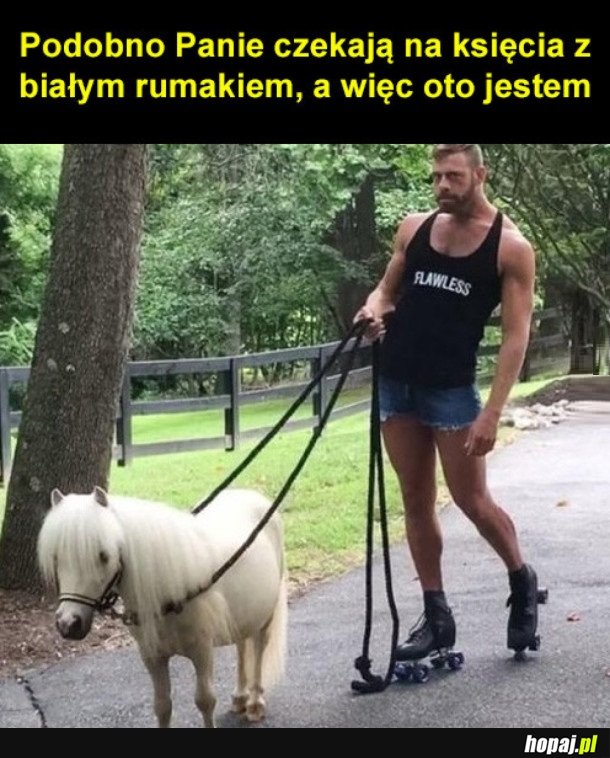 KSIĄŻE NA BIAŁYM RUMAKU