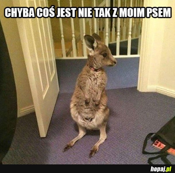 COŚ JEST NIE TAK Z MOIM PSEM