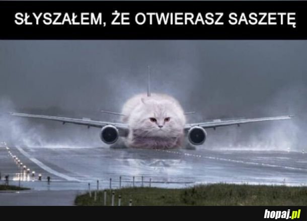 Kitek