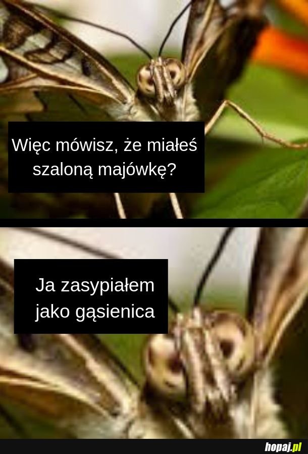 Gąsiennica 