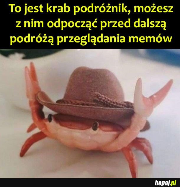 Krab podróżnik