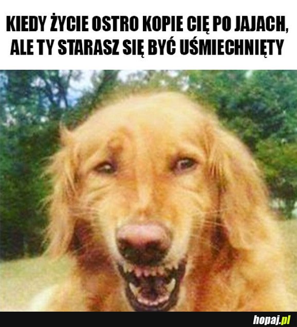 PRZYNAJMNIEJ MA JAJA