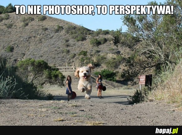 Perspektywa