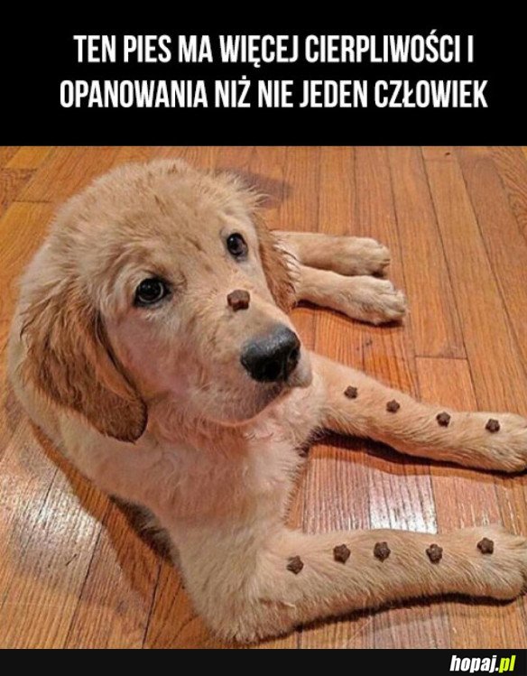 OPANOWANY PIESEK