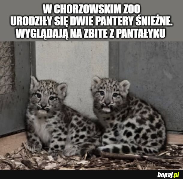 Irbiski