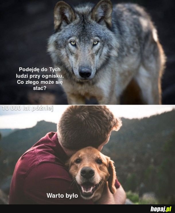 Tak powstały piesełki