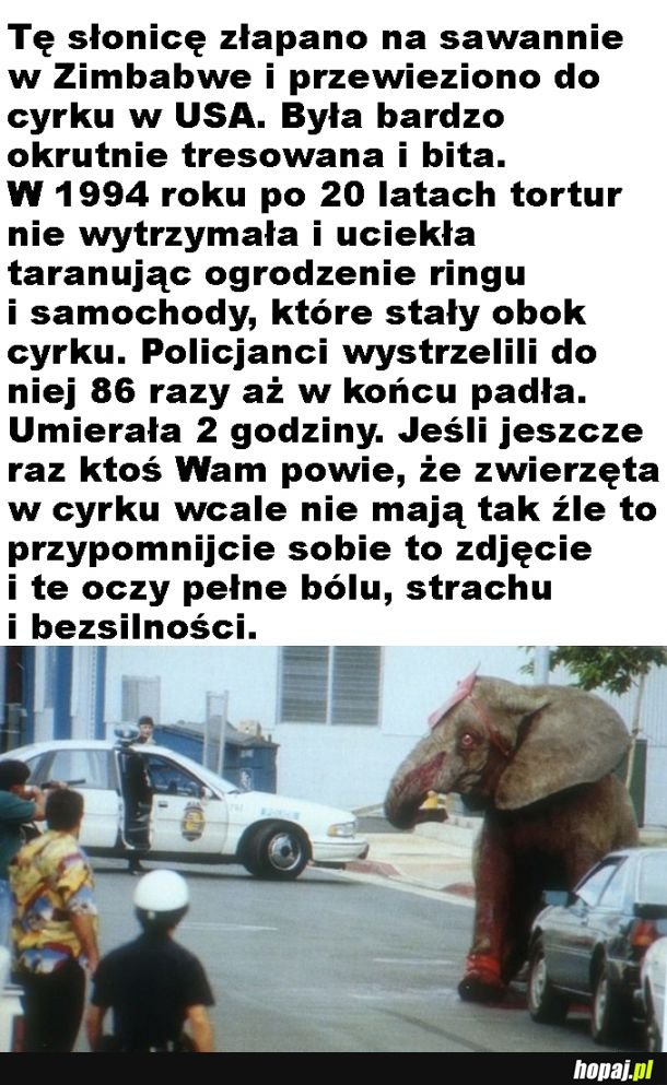 Biedny słoń