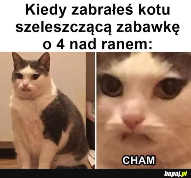 Bezczelny