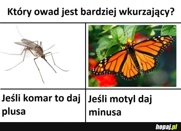 Komar vs Motyl