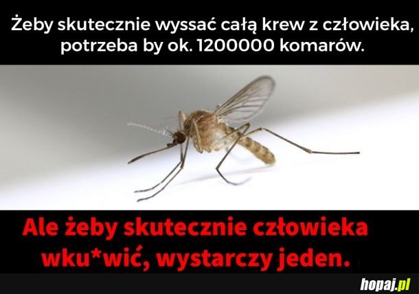 Albo nie zaśniesz od gorąca, albo nie zaśniesz przez robactwo.