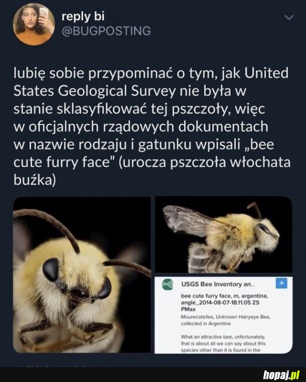 Puchata buźka 