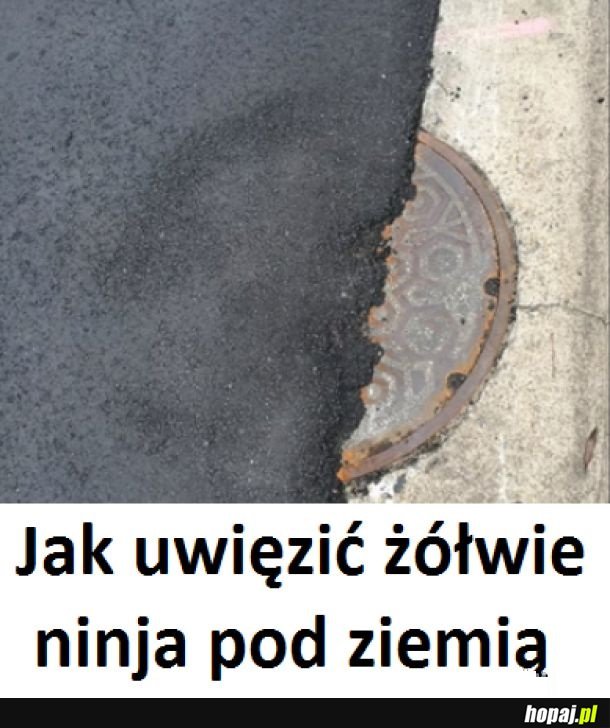 Nastoletnie żółwie ...