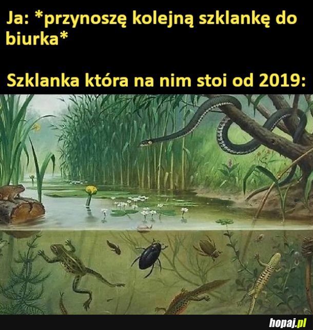 Nowy ekosystem