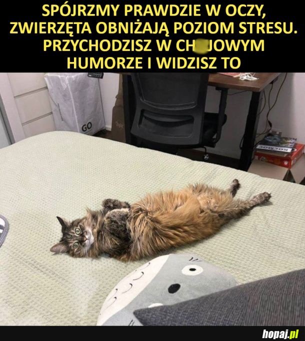 Odstresowacz