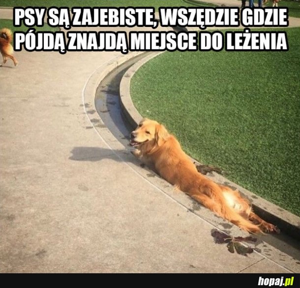 PSY SĄ NAJLEPSZE