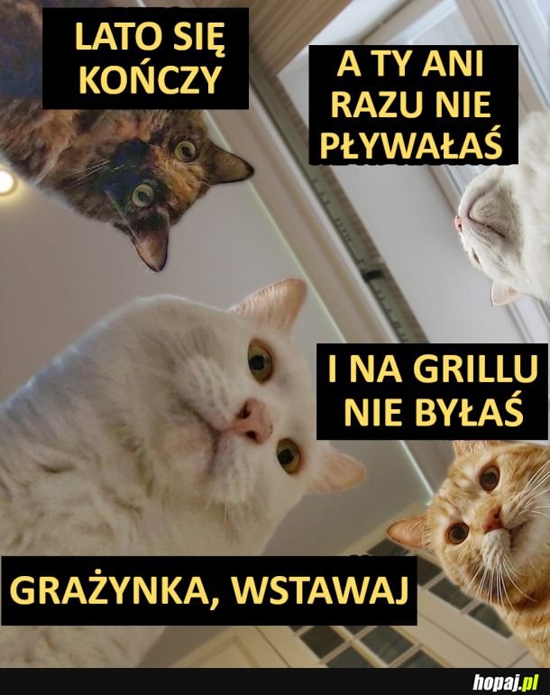 Wstawaj Grażka