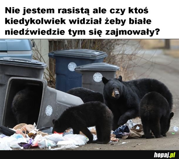 Niedźwiedzie