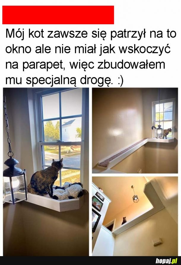 Dla kitku wszystko