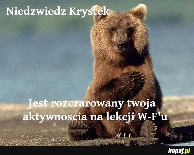 Niedźwiedź Krystek jest rozczarowany