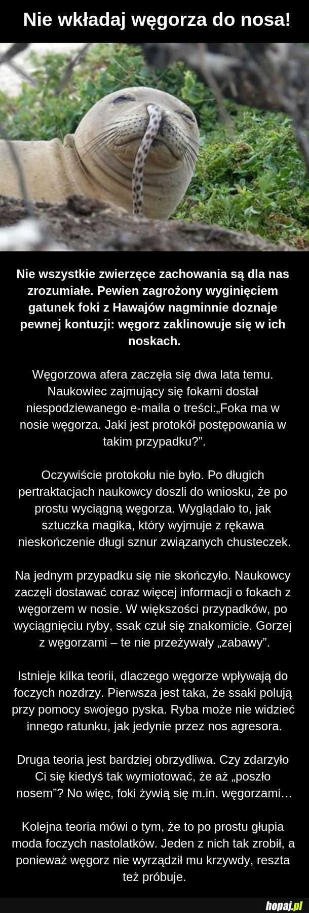 Foki są dziwne