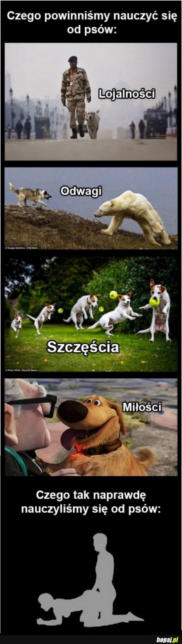 Branie przykładu ze zwierząt