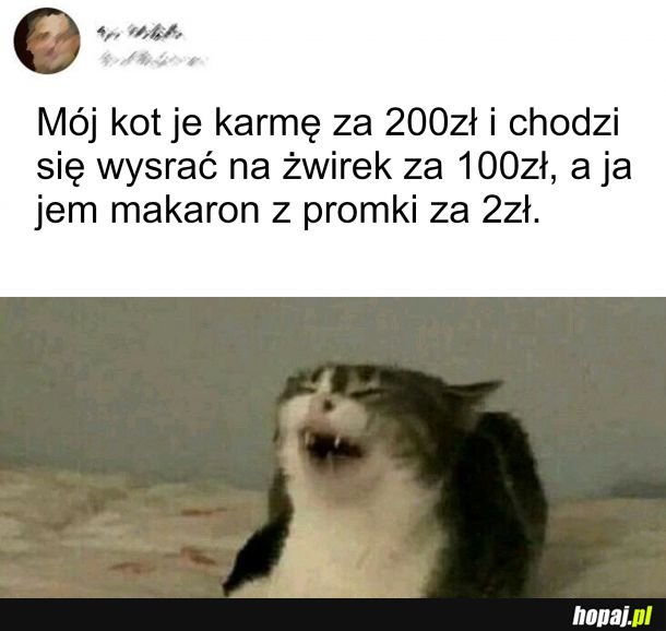 Wszystko co najlepsze dla swojego kitku