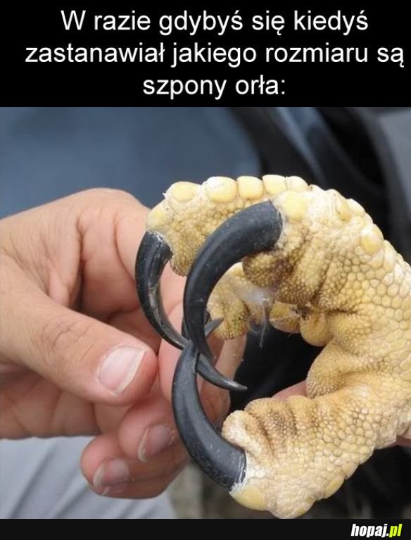 Szpony orła