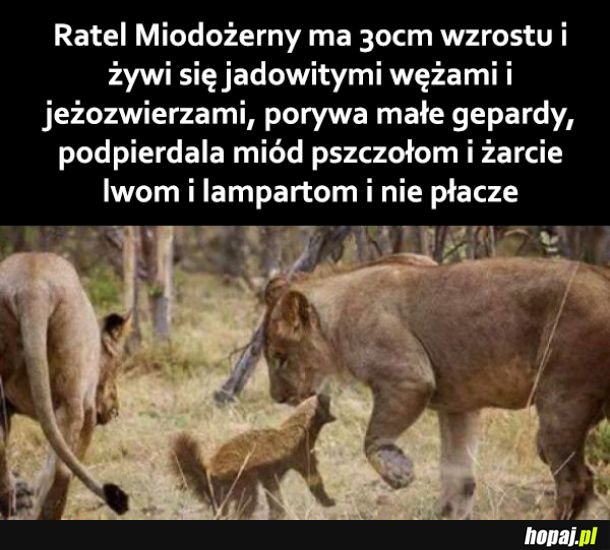 Ratel Miodożerny