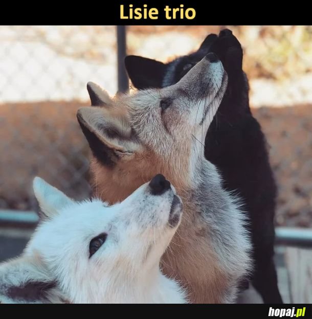 Lisie trio