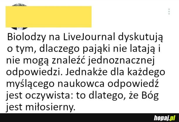 Pająki