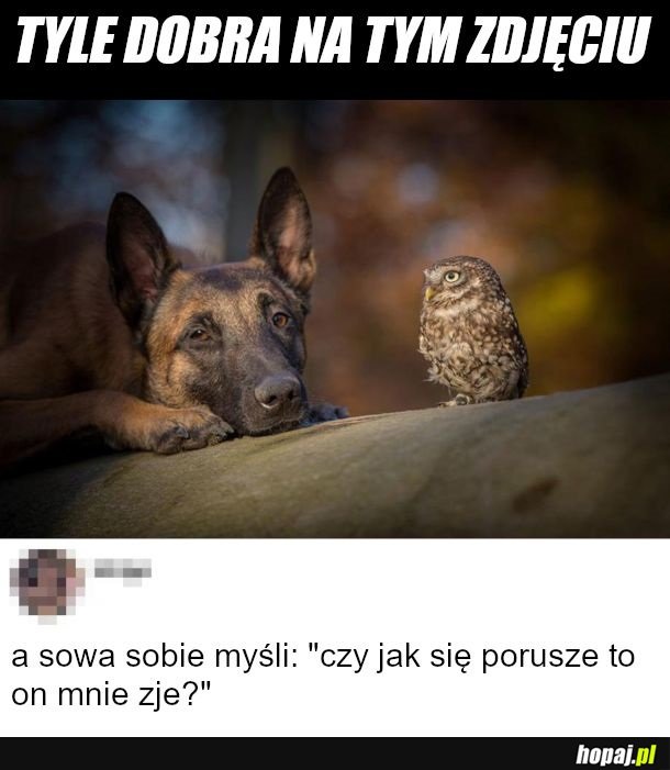 Sóweczka