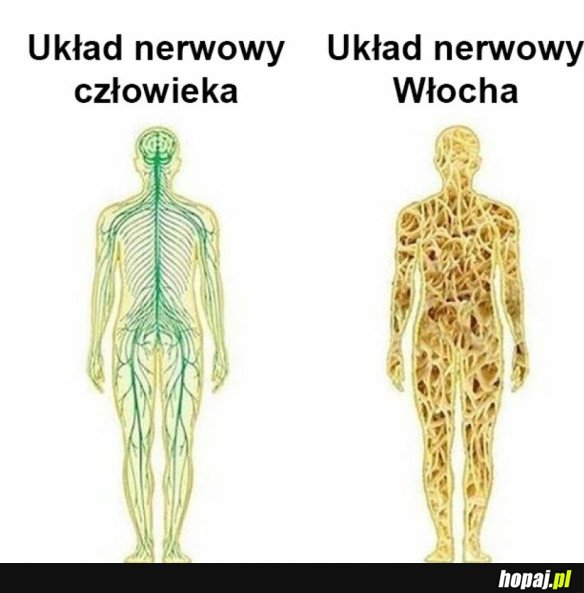 UKŁADY NERWOWE