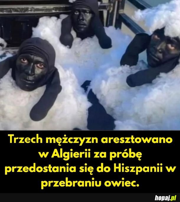 Mam plan. Jaki?.. Ku...a sprytny