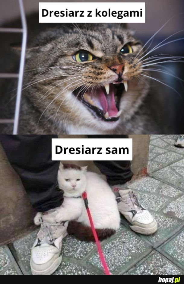 Dresiarz