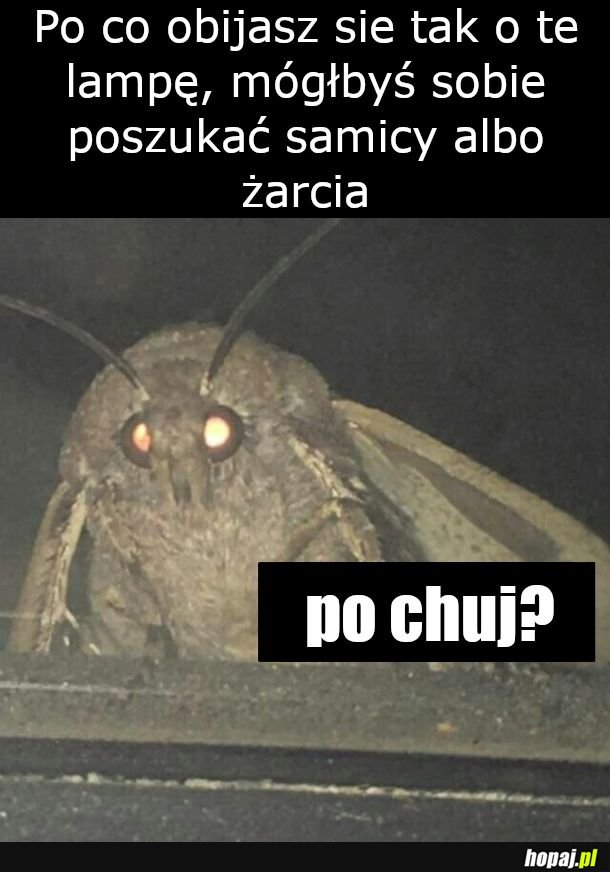 Nie lepiej ćmić?